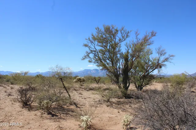 a view of a dry yard with trees in the background