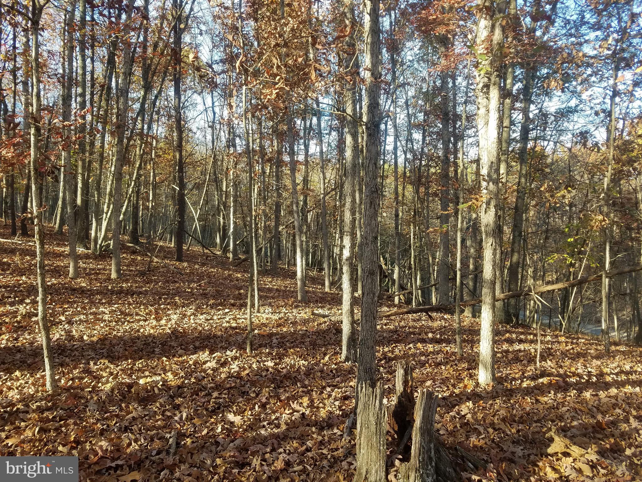 Turkey Hollow Road Romney, WV 26757 - Photo 3 of 21
