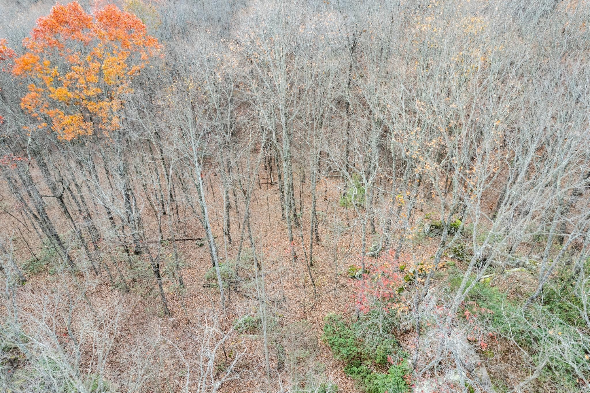 0 Homestead Lane Crawford, TN 38554 - Photo 5 of 14 a close up of a plant in a field