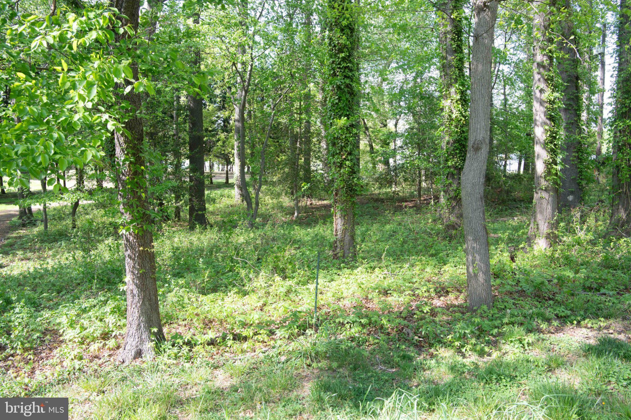 4785 Mountain Road Pasadena, MD 21122 - Photo 44 of 50 Lush woodland retreat awaits exploration.