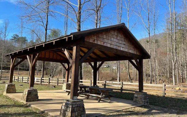 a view of a forest that has a tree