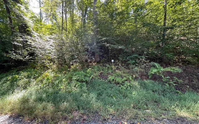 a view of a forest with lots of trees