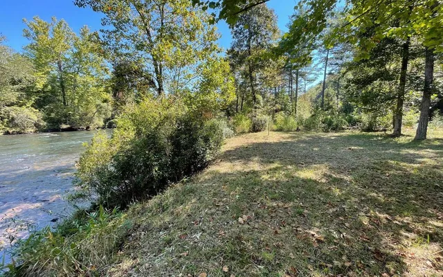 a view of a yard with plants and large trees