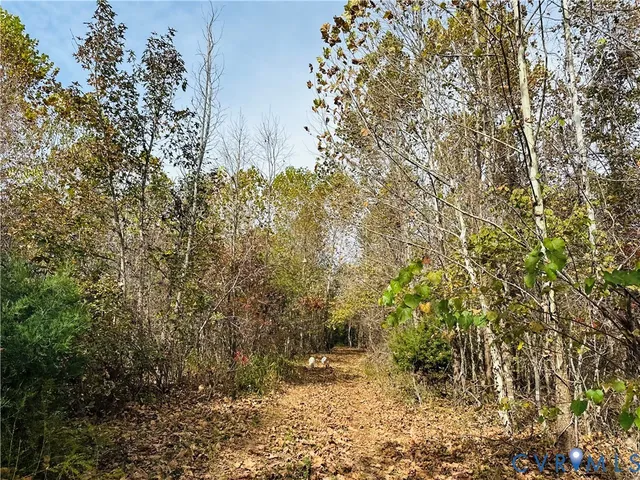 a view of a yard with large trees