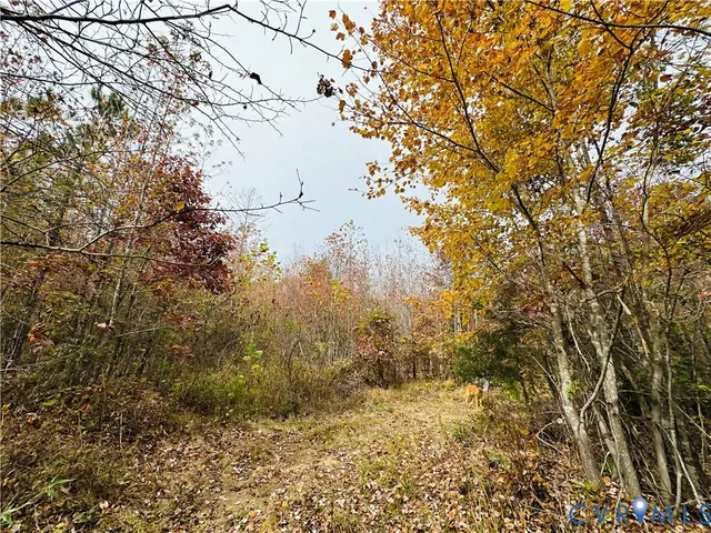 a view of a tree with a yard