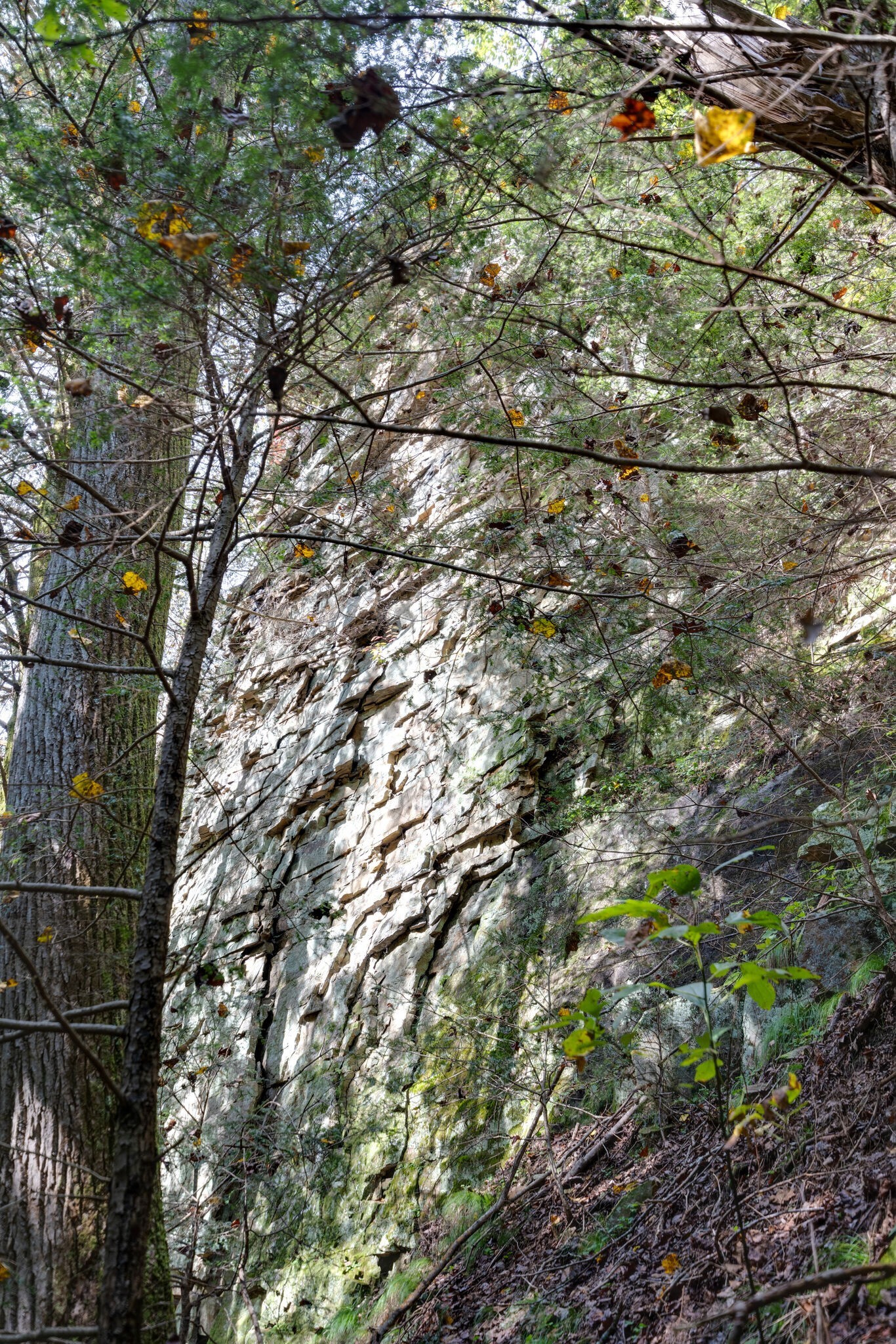 0 Woodly Branch Road Tracy City, TN 37387 - Photo 11 of 28 a view of a tree in a forest