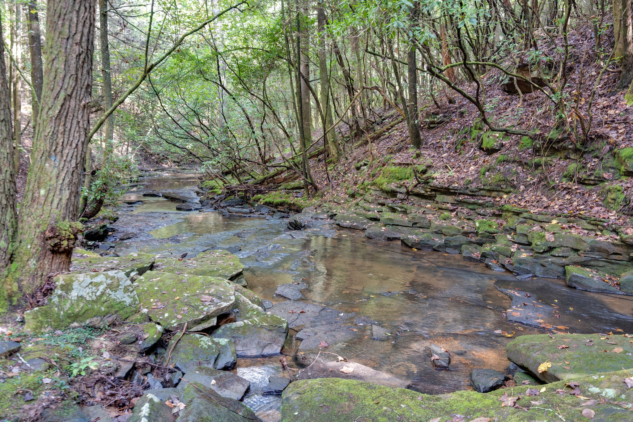 0 Woodly Branch Road Tracy City, TN 37387 - Photo 20 of 28 a backyard of a house with lots of green space