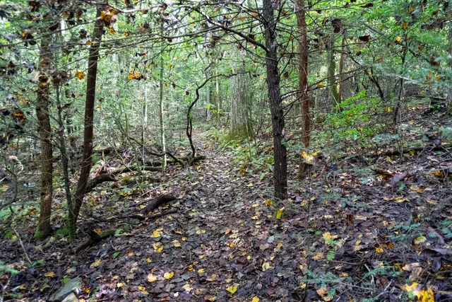 a view of a forest with lots of trees