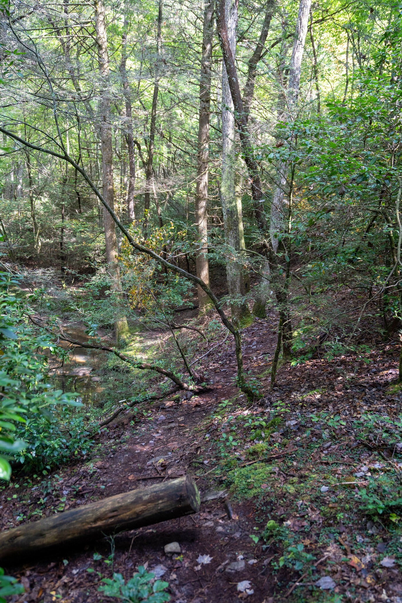 0 Woodly Branch Road Tracy City, TN 37387 - Photo 7 of 28 a backyard of a house with lots of green space