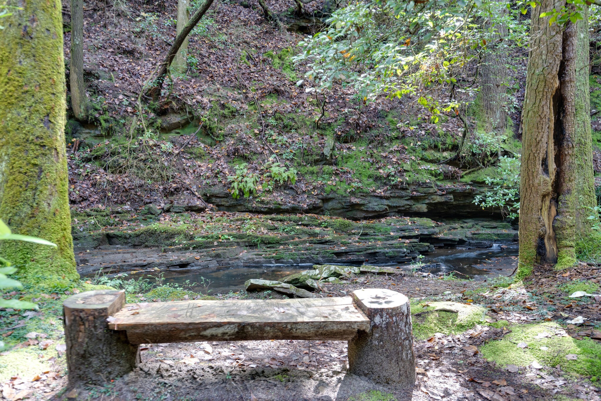 0 Woodly Branch Road Tracy City, TN 37387 - Photo 9 of 28 a backyard of a house with lots of green space