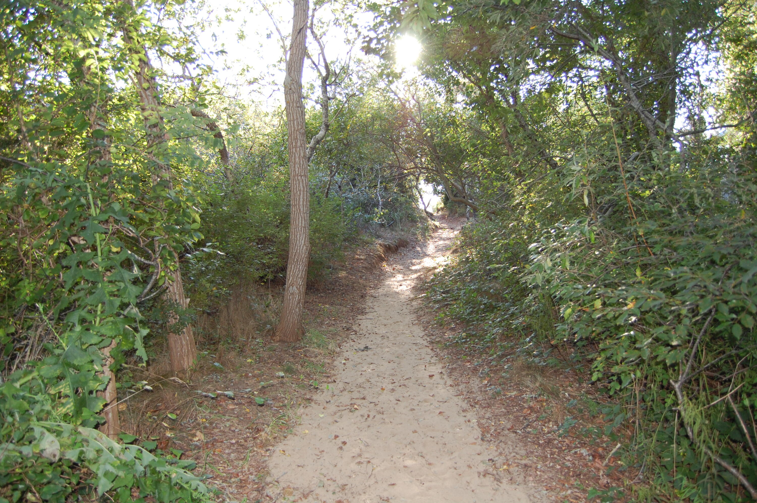 45 Swift Road Eastham, MA 02642 - Photo 6 of 24 a view of a forest with trees in the background