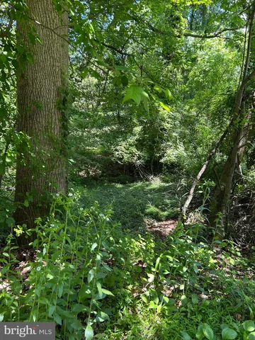 a view of a lush green forest