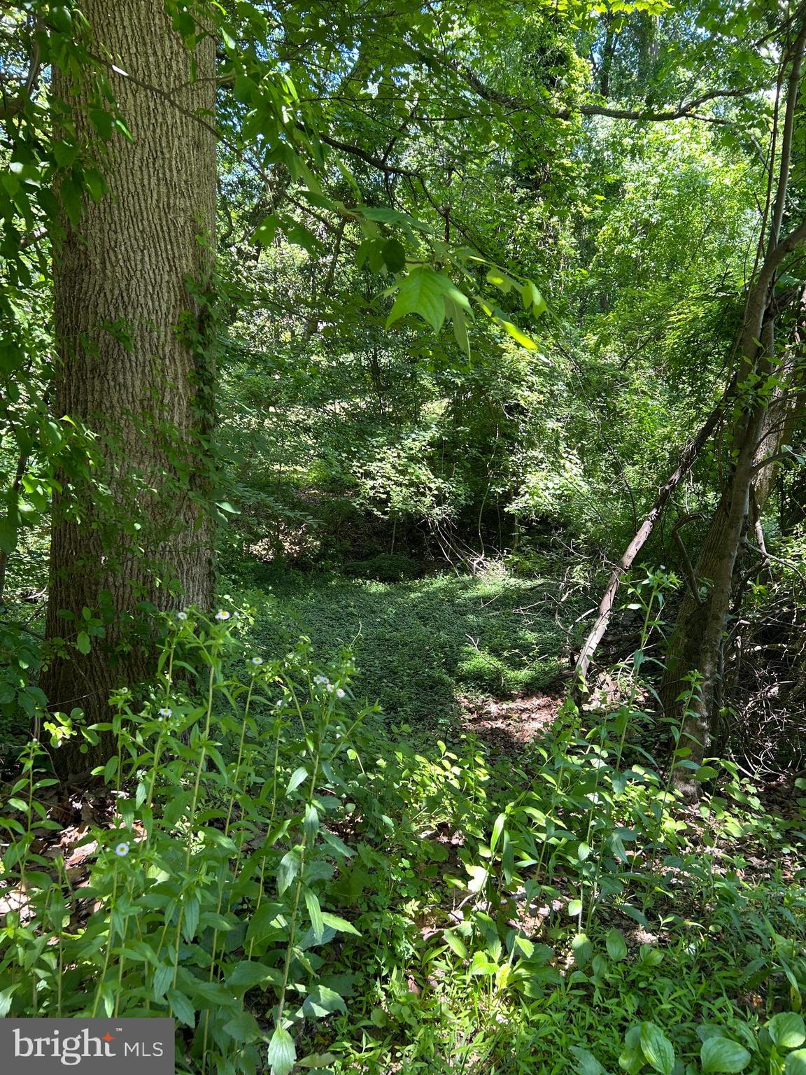 Elm Trail Crownsville, MD 21032 - Photo 3 of 4