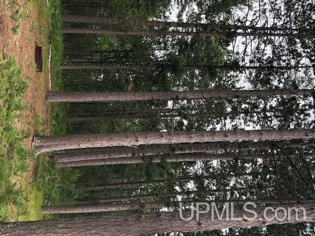 Tbd Adams Trail Seney, MI 49883 - Photo 10 of 16