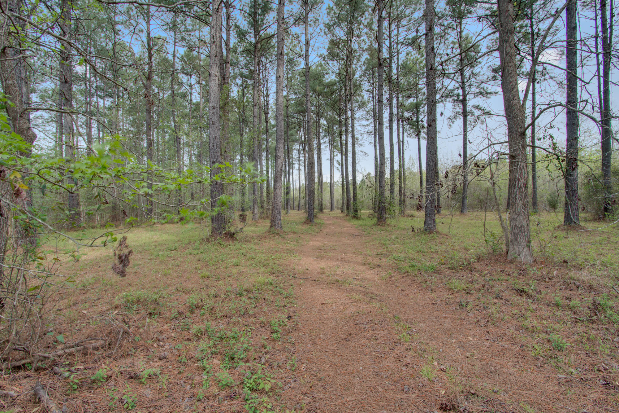1092 Old Wiggins Road Holly Hill, SC 29059 - Photo 4 of 43 39