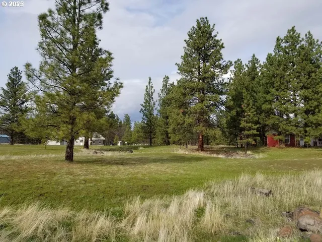 a view of a park with large trees