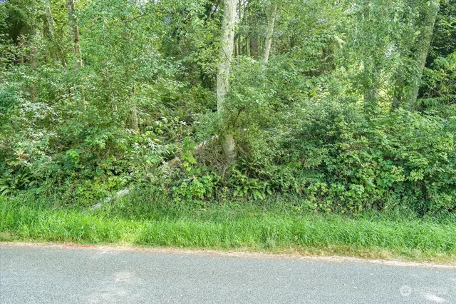 a view of a lush green forest