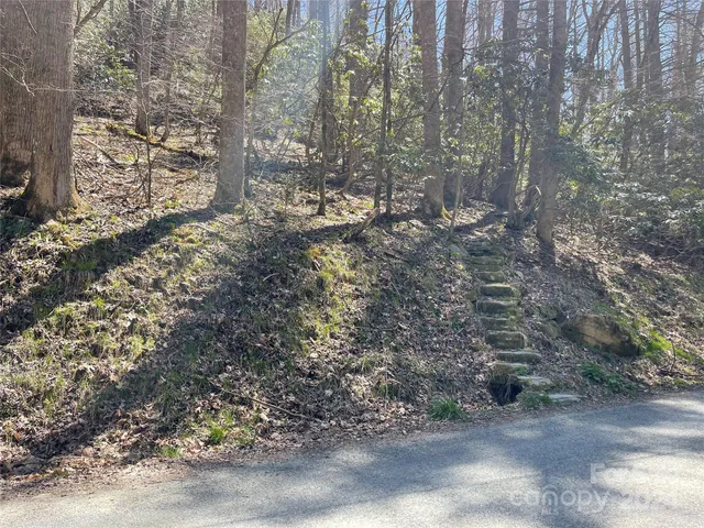 a view of a forest with trees