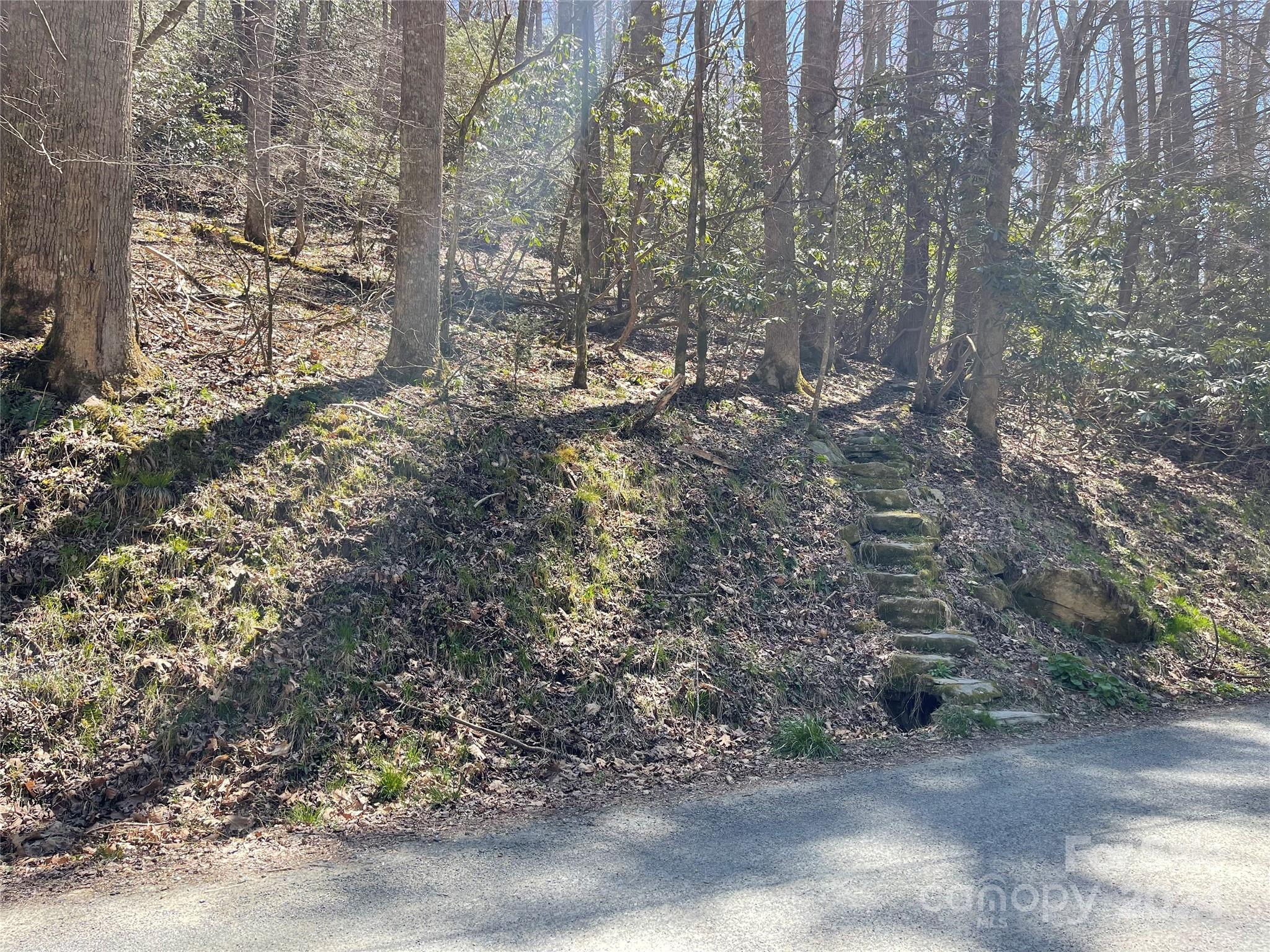 a view of a forest with trees