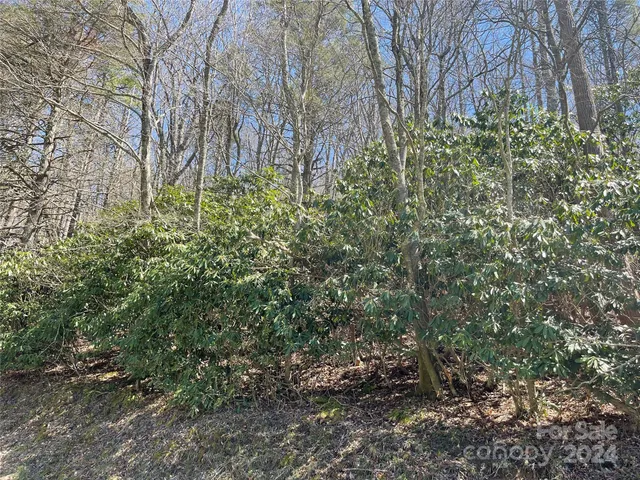 a view of a forest with plants and trees