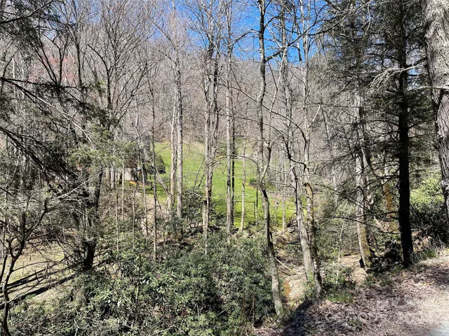 a view of a forest filled with trees