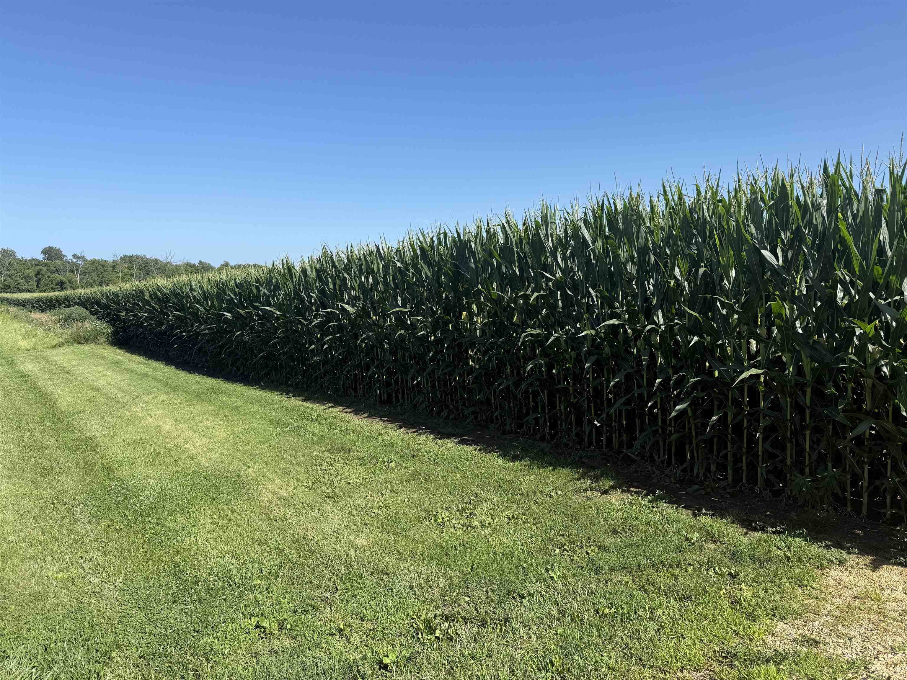 Tbd West Cedarville Road Freeport, IL 61032 - Photo 5 of 11 a view of a yard