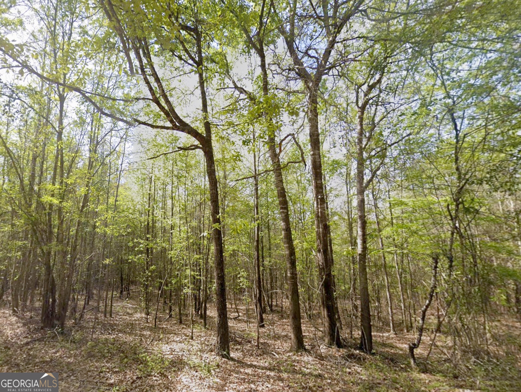 0 Snow Hill Church Road, Unit LOT D11 Gordon, GA 31031 - Photo 7 of 18 a view of a forest filled with trees