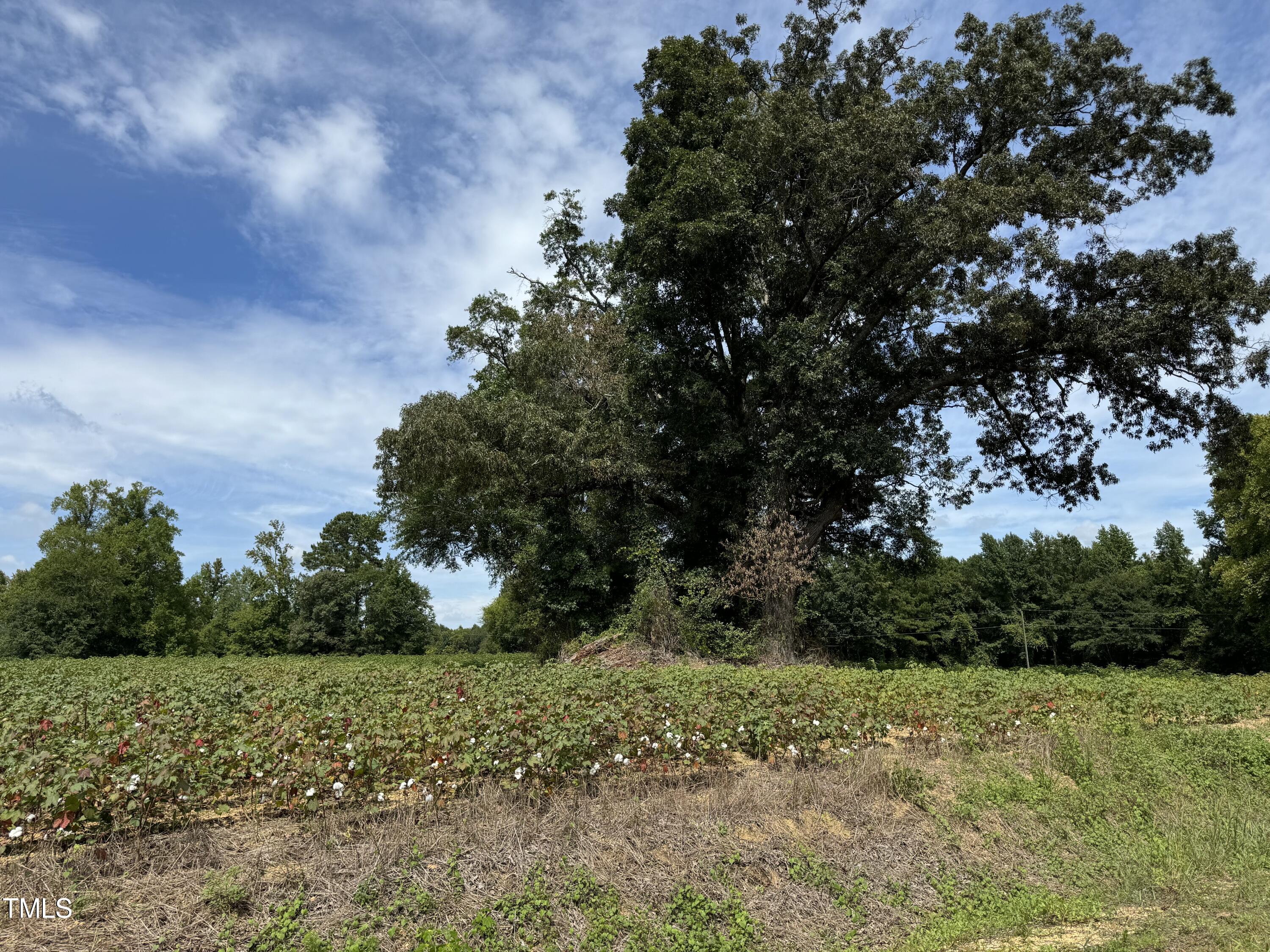 3-acres Mitchell Road Angier, NC 27501 - Photo 2 of 5 IMG_3693