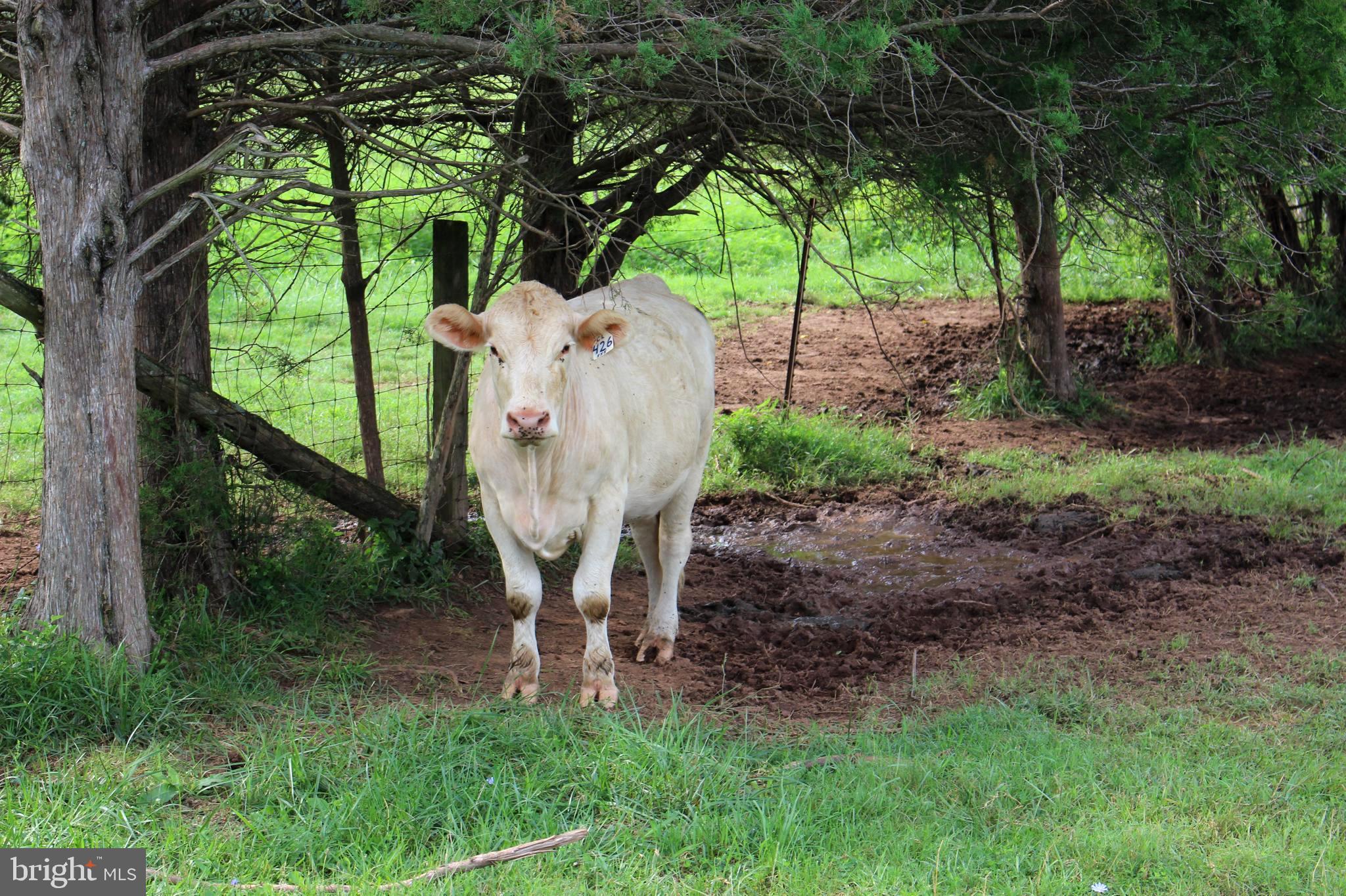 7787 Greenwich Road Catlett, VA 20119 - Photo 69 of 95 Gallery Image 69