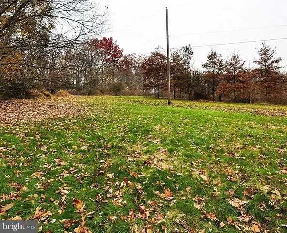 a view of a field with a tree