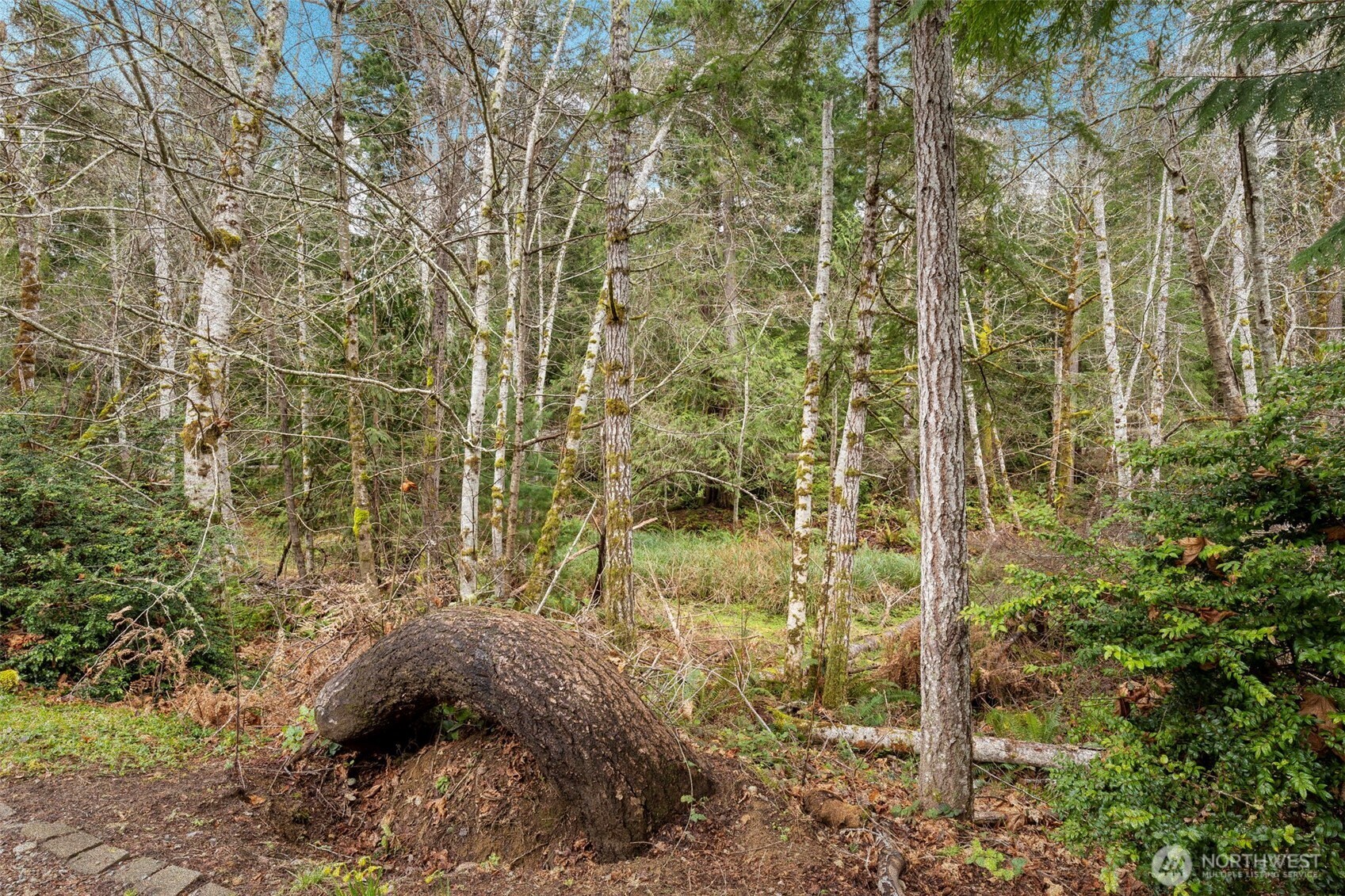9240 Priddy Vista Road Northwest Seabeck, WA 98380 - Photo 29 of 40 a view of a forest
