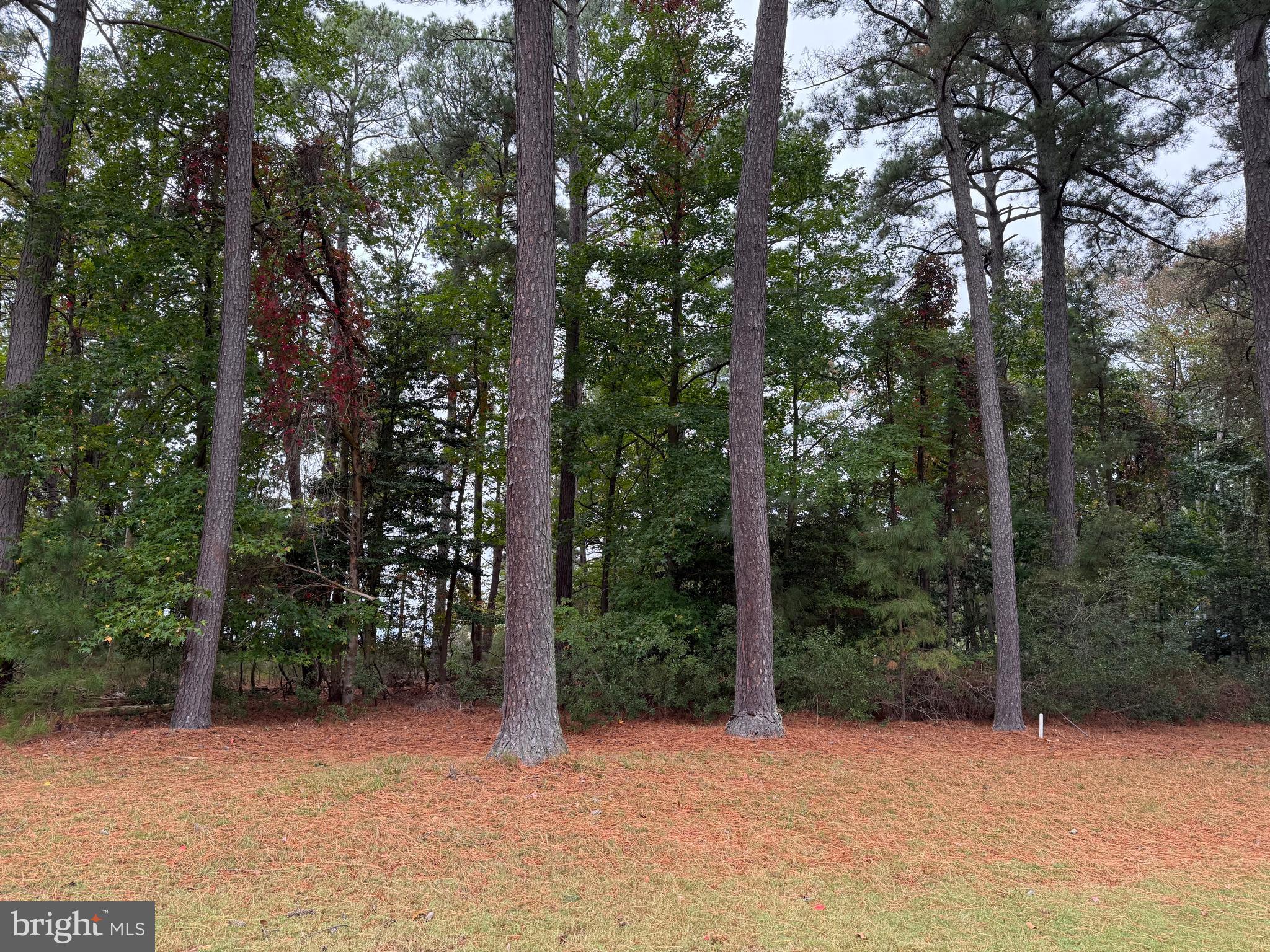 14975 Persimmon Court Issue, MD 20645 - Photo 2 of 15 a view of backyard with green space