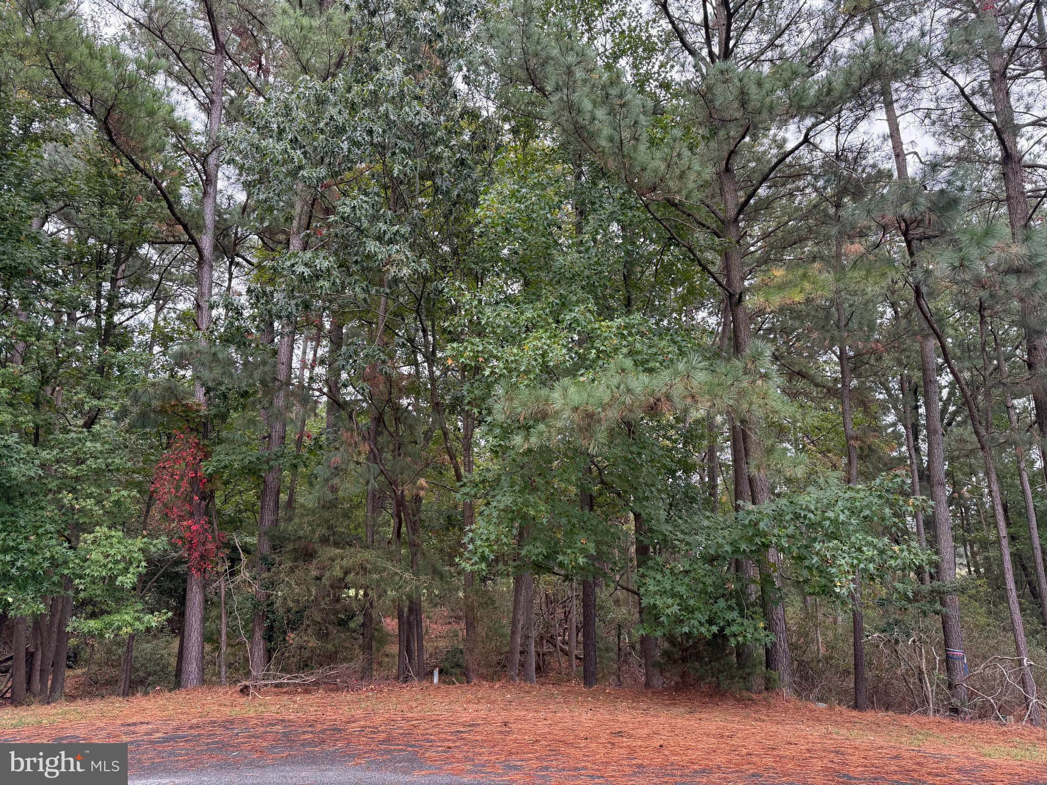 14975 Persimmon Court Issue, MD 20645 - Photo 3 of 15 a view of a yard with plants and trees
