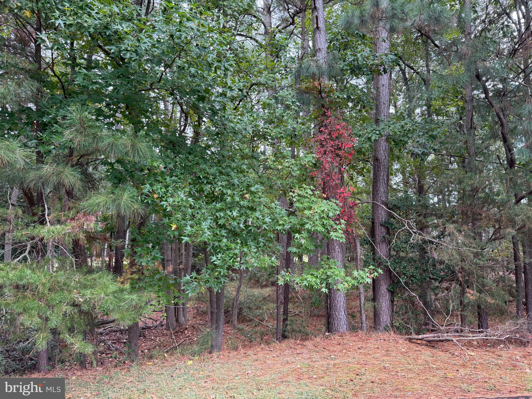 14975 Persimmon Court Issue, MD 20645 - Photo 4 of 15 a view of a forest with large trees