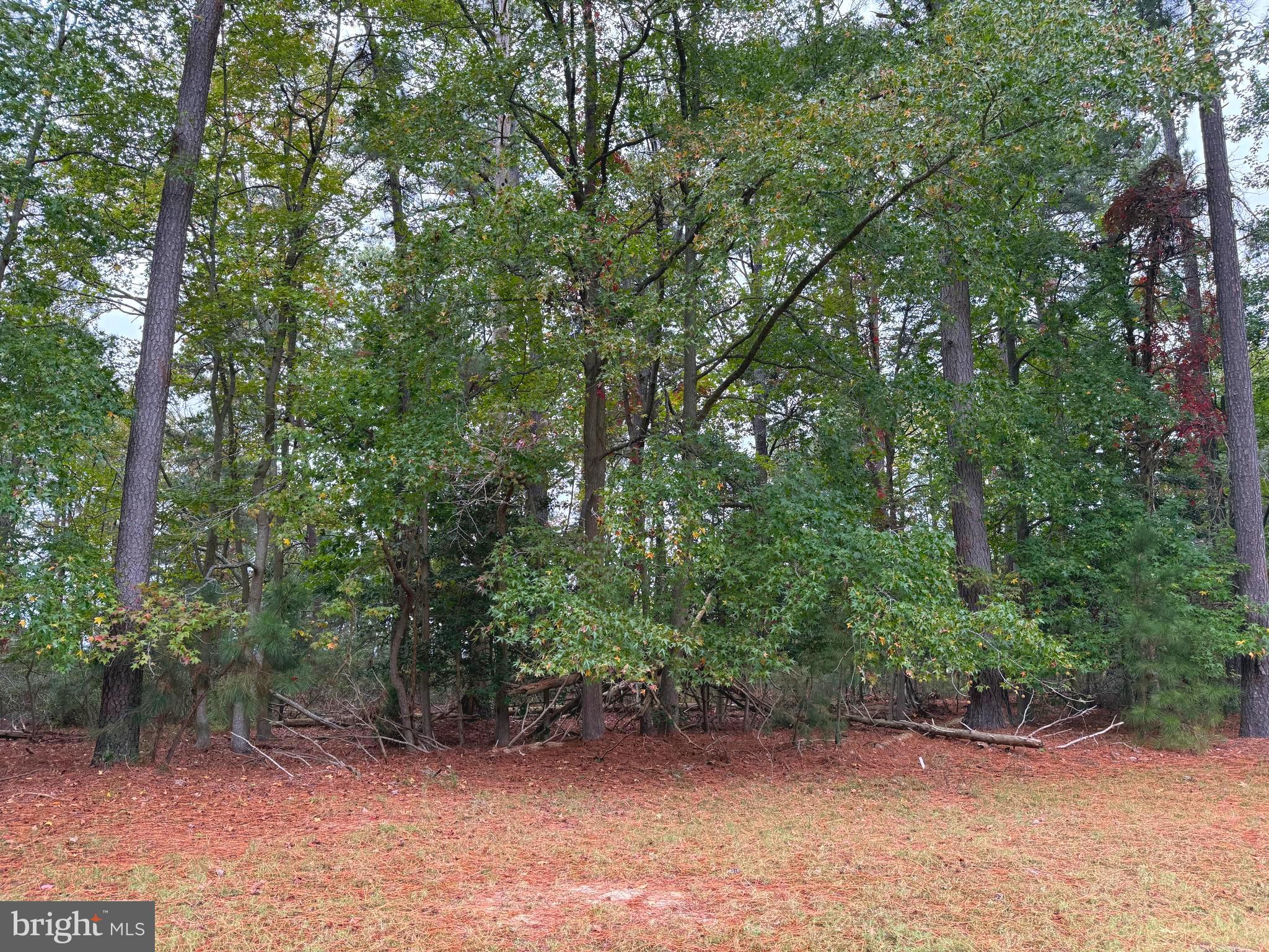 14975 Persimmon Court Issue, MD 20645 - Photo 5 of 15 a view of a forest with trees in the background
