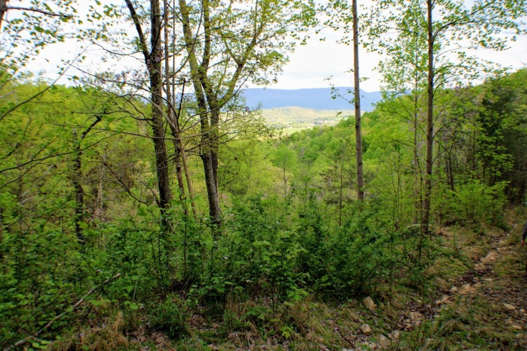 0 Blue Sewanee Road Dunlap, TN 37327 - Photo 4 of 16 Gallery Image 4