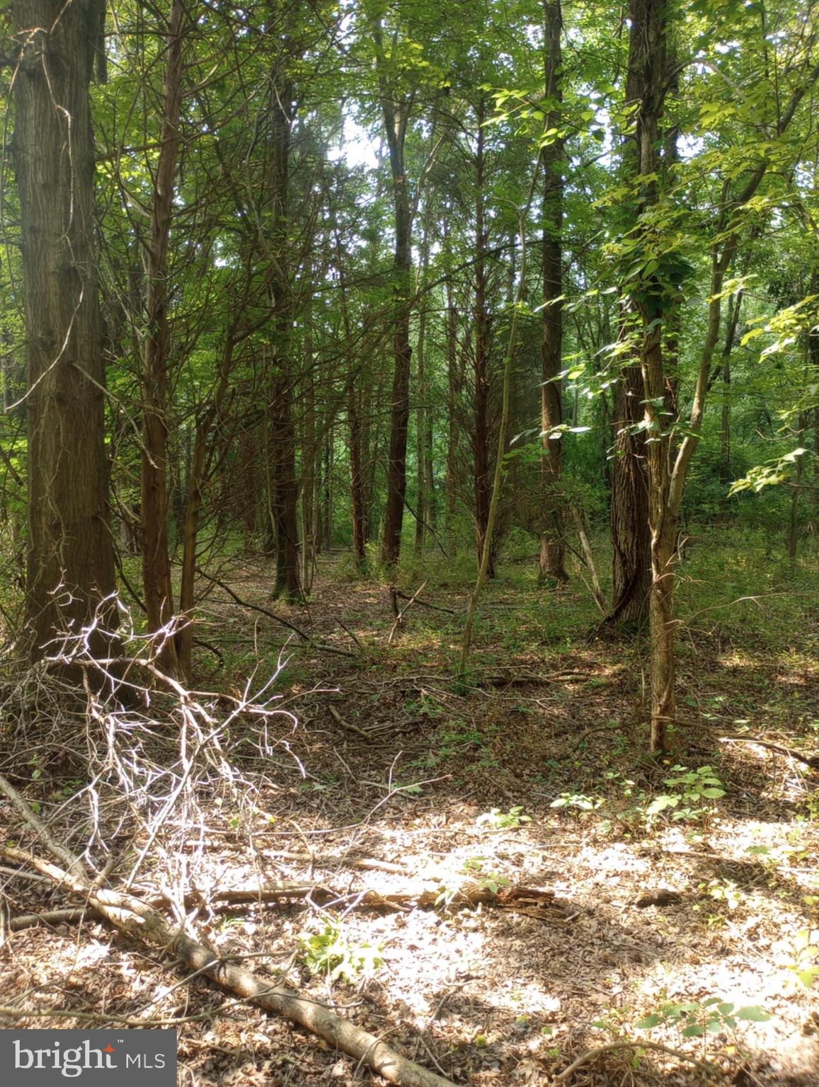 Cloquet Road Chestertown, MD 21620 - Photo 16 of 24 a backyard of a house with lots of green space