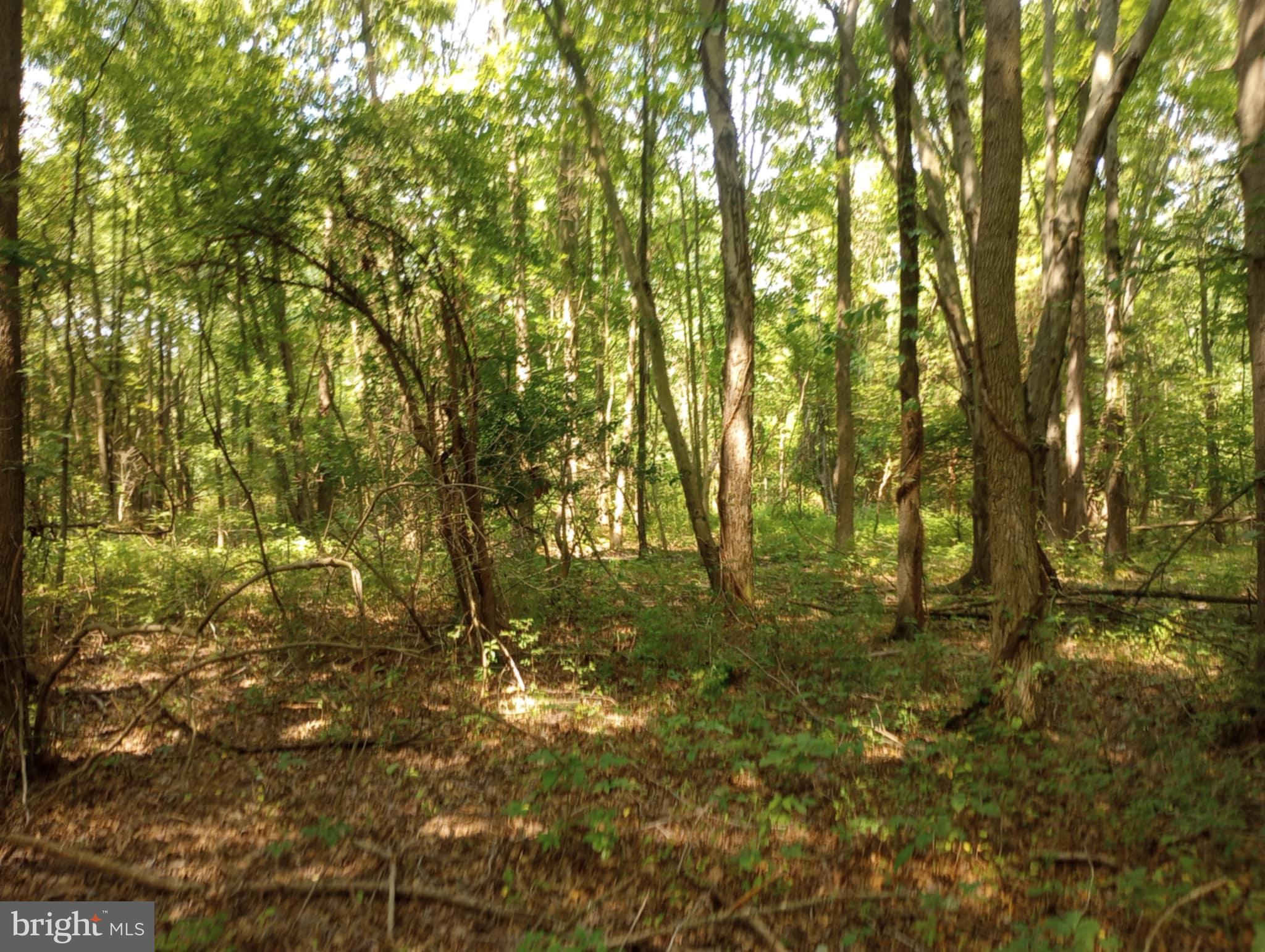 Cloquet Road Chestertown, MD 21620 - Photo 18 of 24 a view of a yard