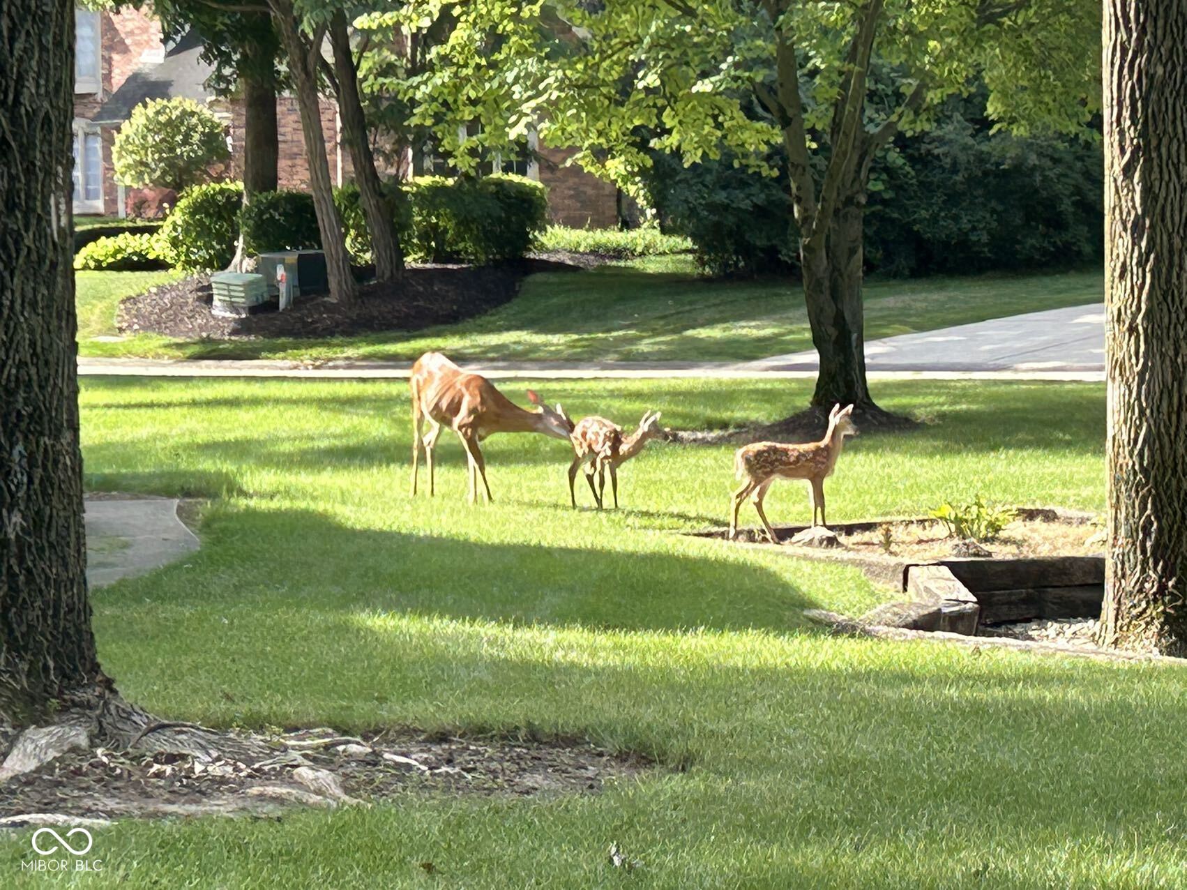 8413 Catamaran Drive Indianapolis, IN 46236 - Photo 12 of 62