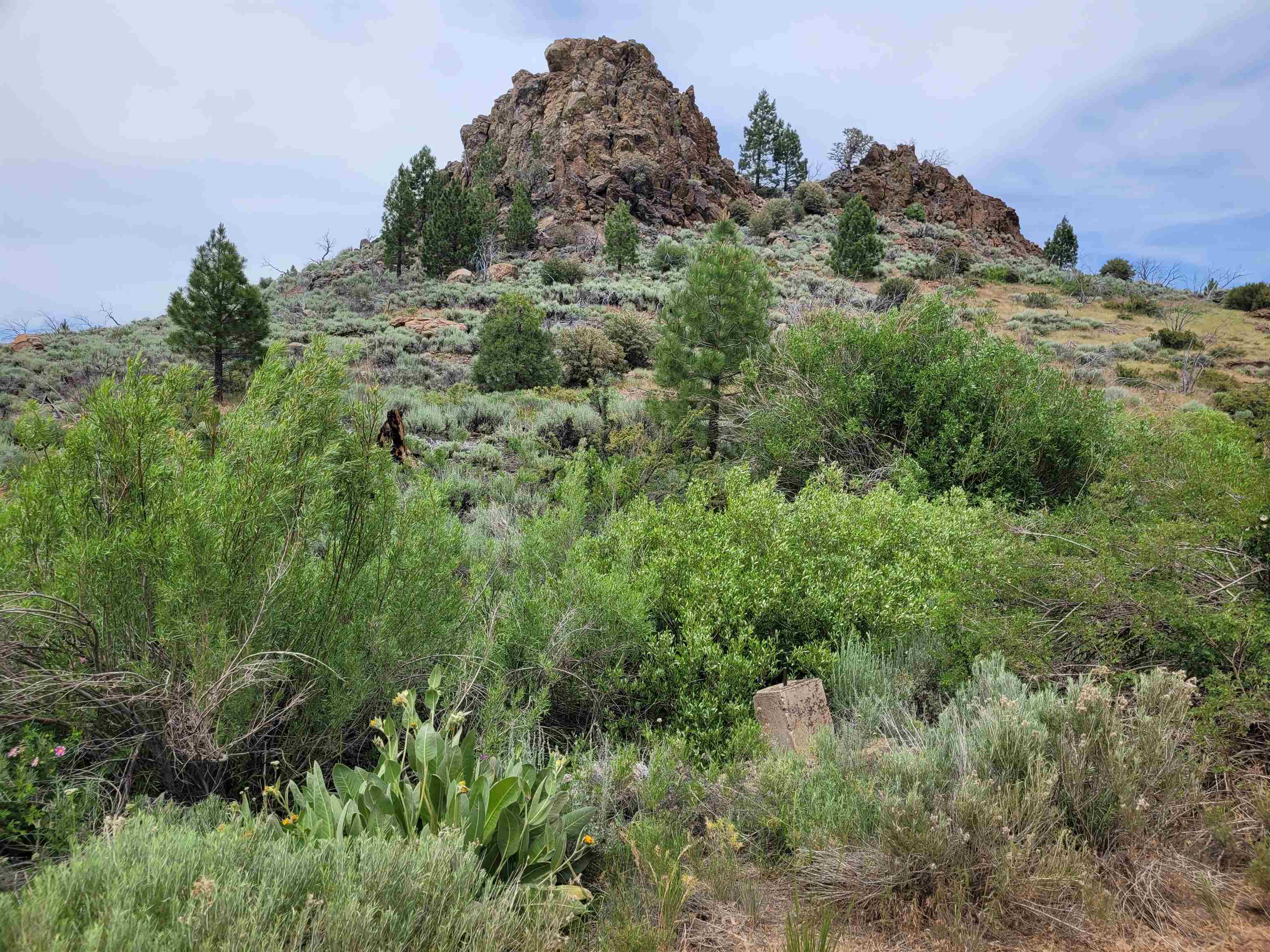 S18 Long Valley Road Loyalton, CA 96118 - Photo 4 of 26 a view of a lush green forest with lots of trees