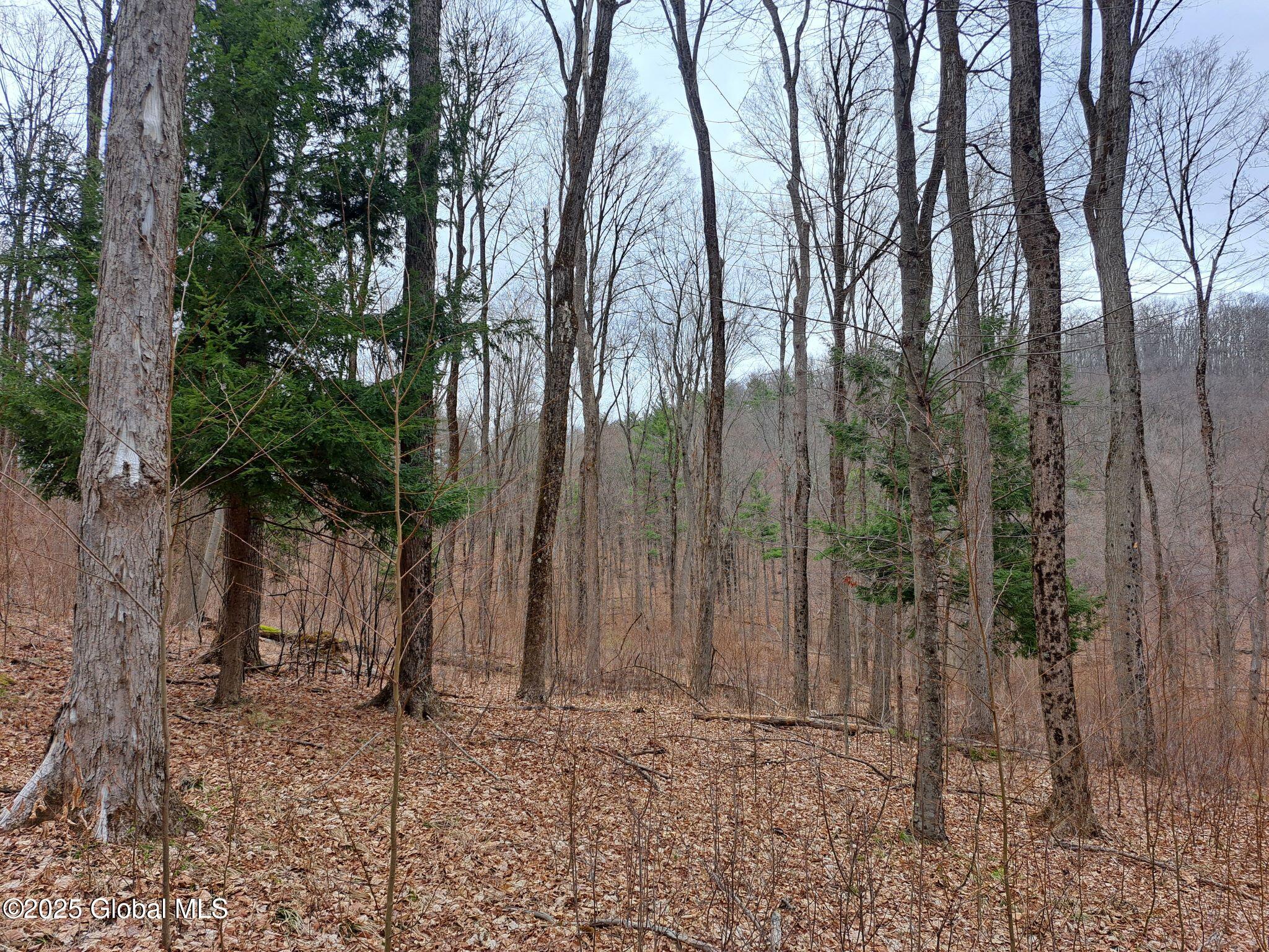851 Bald Mountain Road Greenwich, NY 12834 - Photo 15 of 54 16 Hardwood Forest