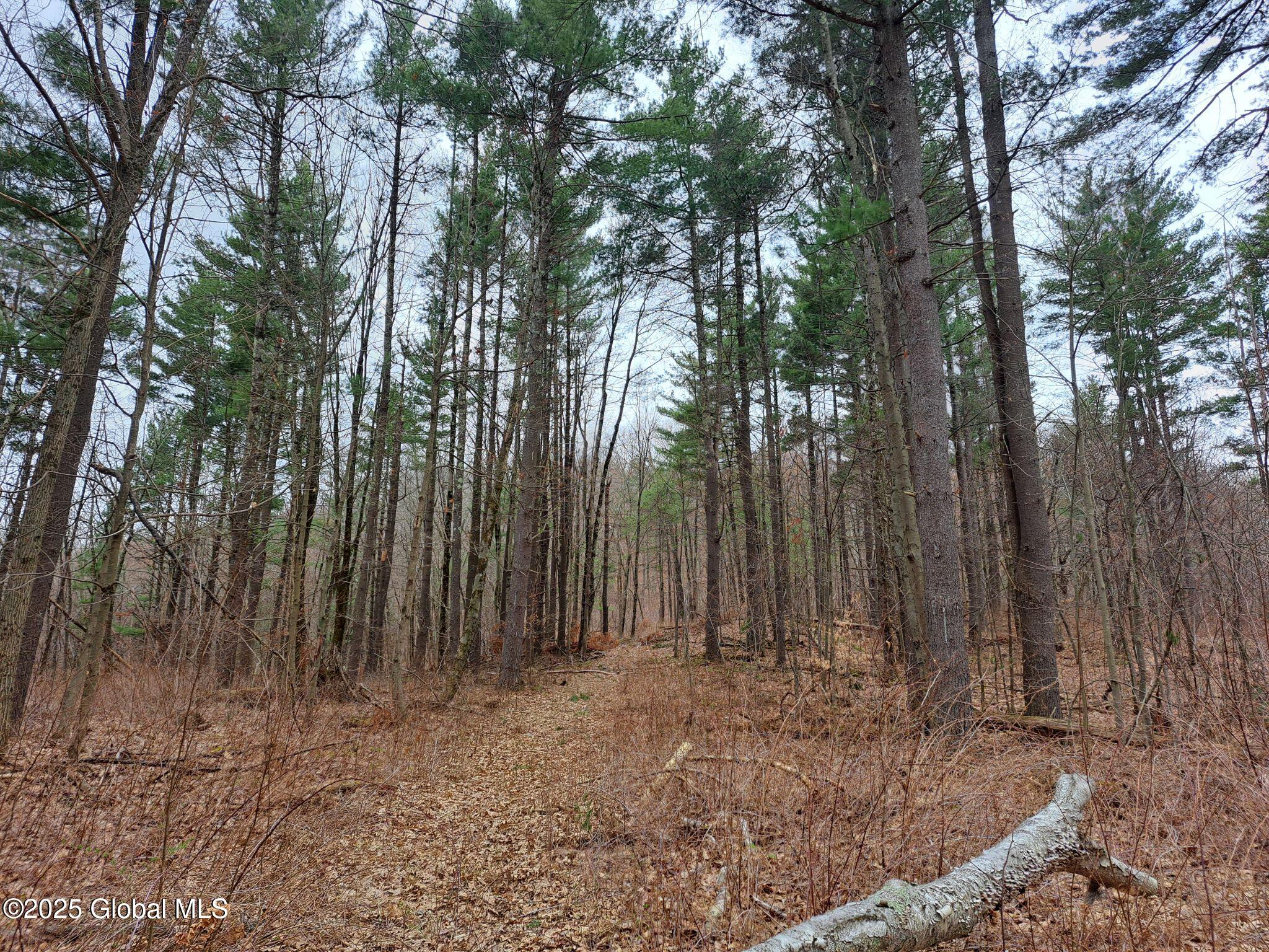 851 Bald Mountain Road Greenwich, NY 12834 - Photo 21 of 54 22 Trail Under White Pines