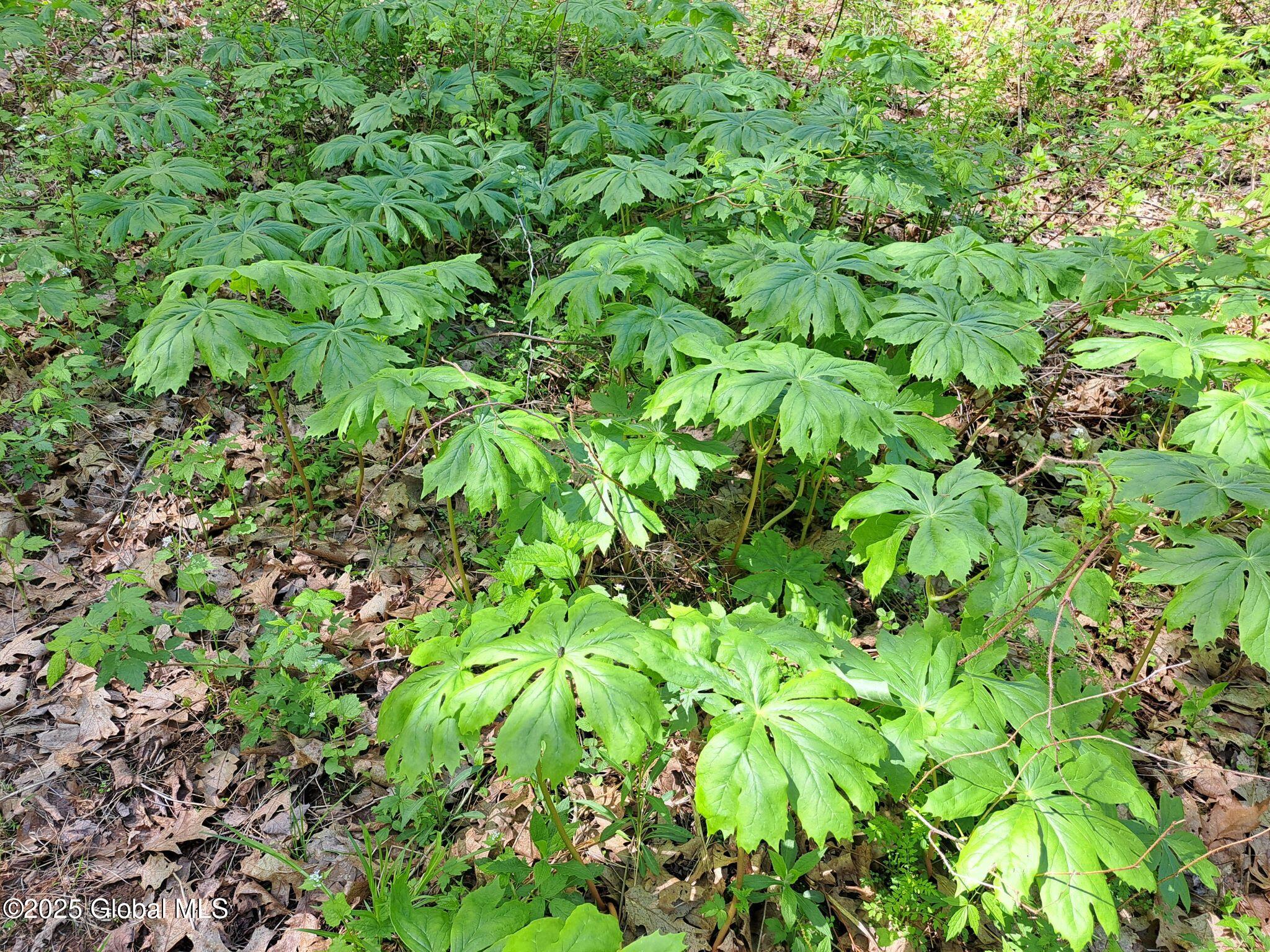 851 Bald Mountain Road Greenwich, NY 12834 - Photo 28 of 54 29 May Apple