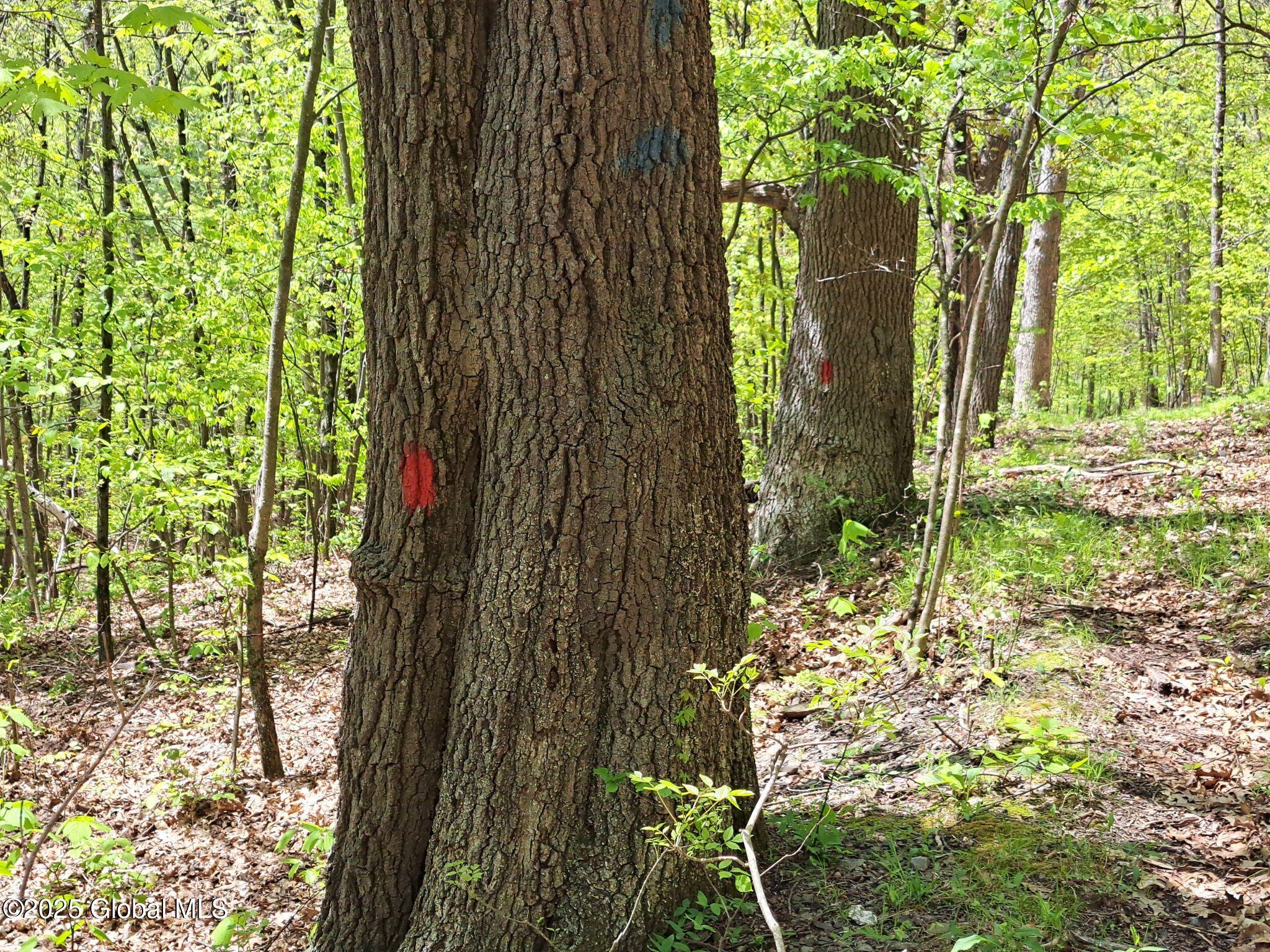 851 Bald Mountain Road Greenwich, NY 12834 - Photo 38 of 54 39 Boundary Blaze