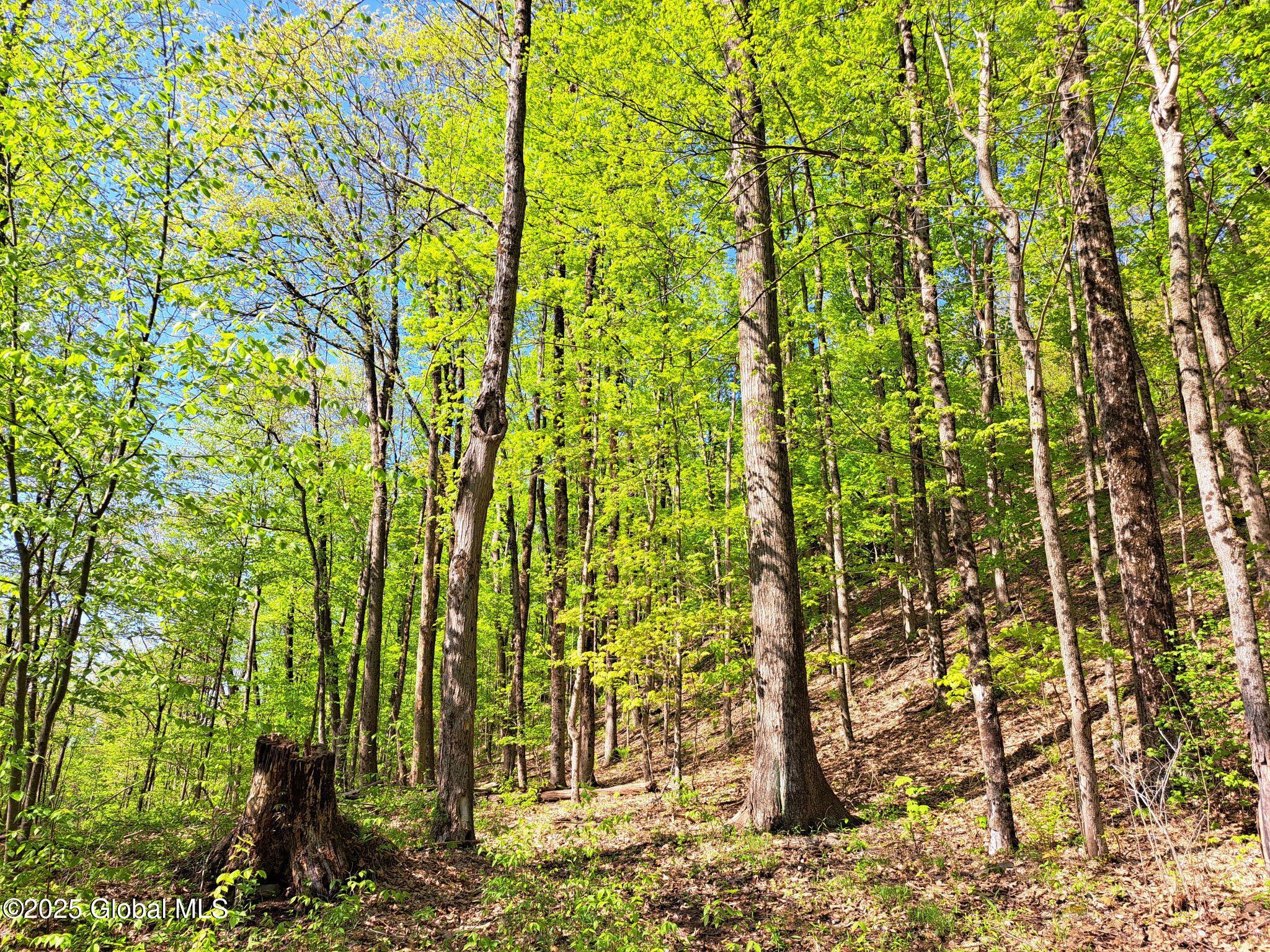 851 Bald Mountain Road Greenwich, NY 12834 - Photo 41 of 54 42 Mature Hardwoods