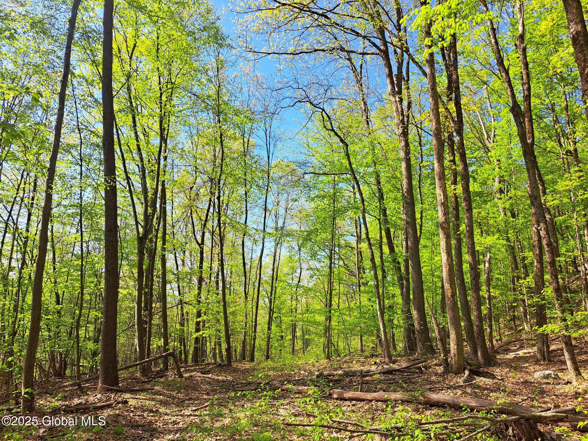 851 Bald Mountain Road Greenwich, NY 12834 - Photo 42 of 54 43 Maples in Spring Green-Up