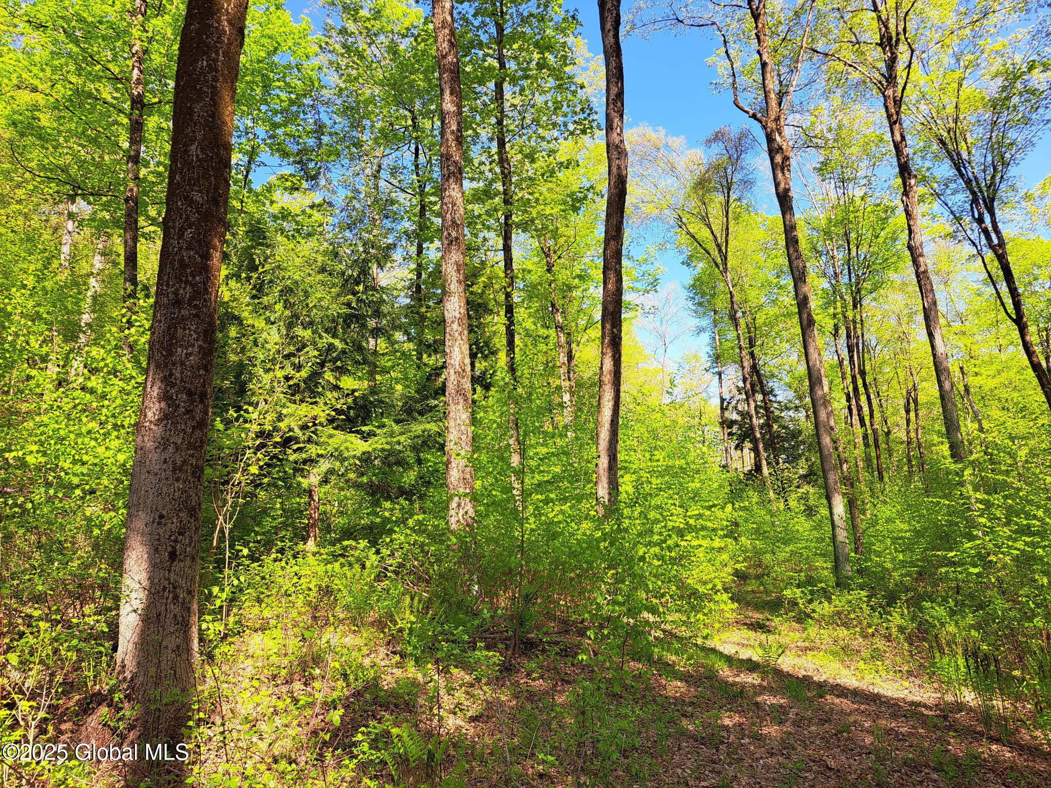 851 Bald Mountain Road Greenwich, NY 12834 - Photo 44 of 54 44 Mature Timber