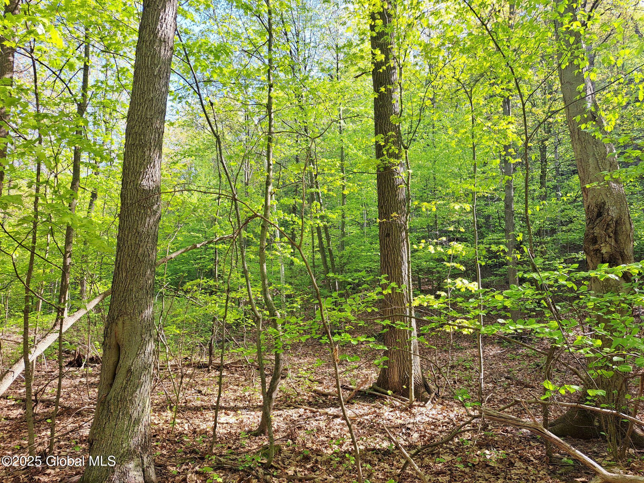 851 Bald Mountain Road Greenwich, NY 12834 - Photo 48 of 54 48 Mature Maples
