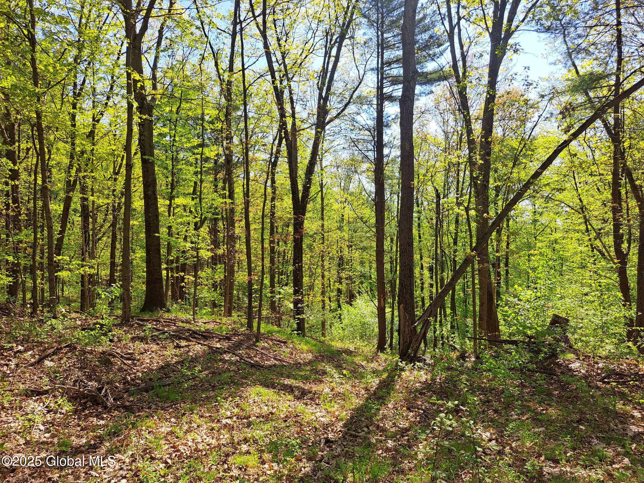 851 Bald Mountain Road Greenwich, NY 12834 - Photo 50 of 54 50 Trees on Slope