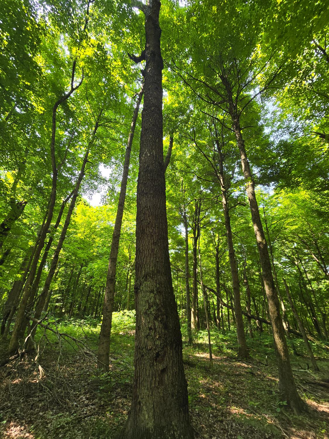 11153 West County Line Road Dillsboro, IN 47018 - Photo 5 of 31 Gallery Image 5